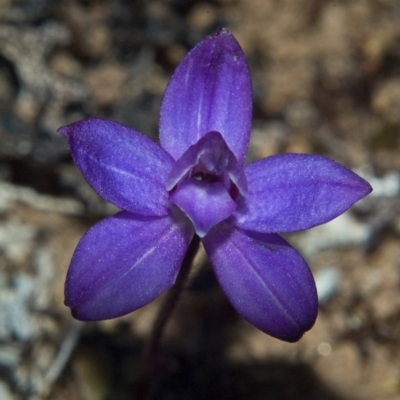 Glossodia minor (Small Wax-lip Orchid) at Tianjara, NSW - 27 Sep 2010 by AlanS