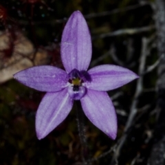 Glossodia minor (Small Wax-lip Orchid) at Tianjara, NSW - 9 Oct 2016 by AlanS