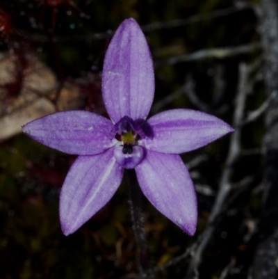 Glossodia minor (Small Wax-lip Orchid) at Tianjara, NSW - 8 Oct 2016 by AlanS
