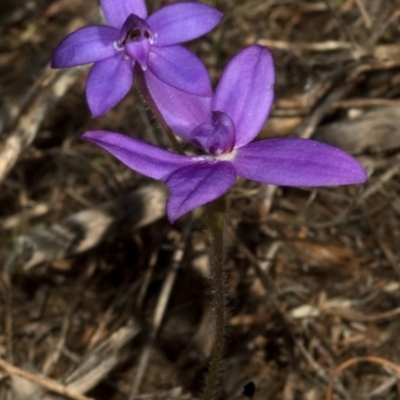 Glossodia minor (Small Wax-lip Orchid) at West Nowra, NSW - 19 Aug 2010 by AlanS