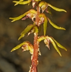 Genoplesium baueri (Bauer's Midge Orchid) by AlanS