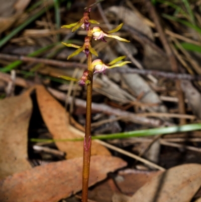 Genoplesium baueri (Bauer's Midge Orchid) by AlanS