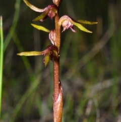 Genoplesium baueri (Bauer's Midge Orchid) by AlanS