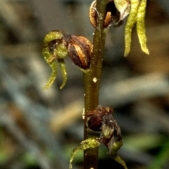 Genoplesium baueri (Bauer's Midge Orchid) by AlanS