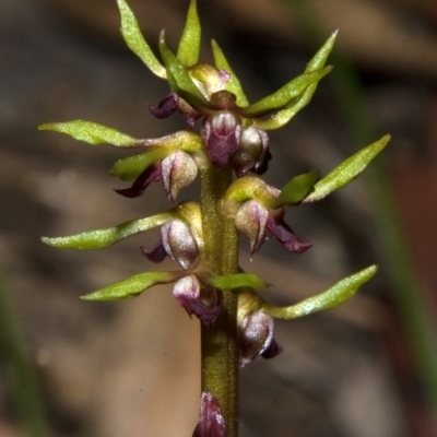 Genoplesium baueri (Bauer's Midge Orchid) by AlanS