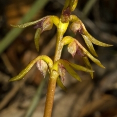 Genoplesium baueri (Bauer's Midge Orchid) by AlanS