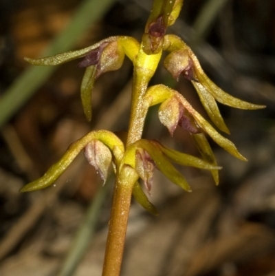 Genoplesium baueri (Bauer's Midge Orchid) by AlanS