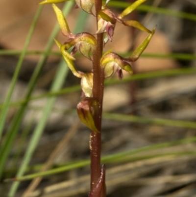 Genoplesium baueri (Bauer's Midge Orchid) by AlanS