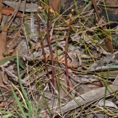 Genoplesium baueri (Bauer's Midge Orchid) by AlanS