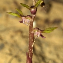 Genoplesium baueri (Bauer's Midge Orchid) by AlanS