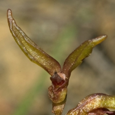 Genoplesium baueri (Bauer's Midge Orchid) by AlanS