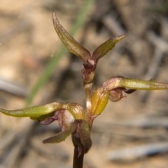 Genoplesium baueri (Bauer's Midge Orchid) by AlanS