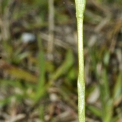 Hymenochilus bicolor (ACT) = Pterostylis bicolor (NSW) (Black-tip Greenhood) at Nowra, NSW - 28 Aug 2006 by AlanS