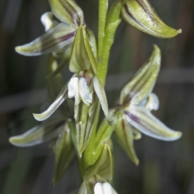 Prasophyllum striatum (Streaked Leek Orchid) at Tomerong, NSW - 8 Apr 2007 by AlanS