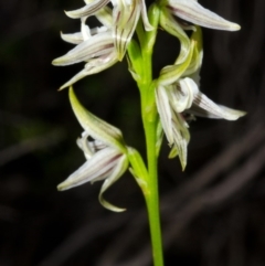 Corunastylis striata (Eastern Hunchback Orchid) at Yerriyong, NSW - 5 Apr 2016 by AlanS