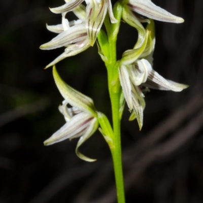 Corunastylis striata (Eastern Hunchback Orchid) at Yerriyong, NSW - 5 Apr 2016 by AlanS