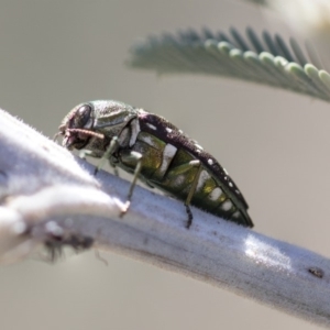 Diphucrania leucosticta at Amaroo, ACT - 22 Feb 2019