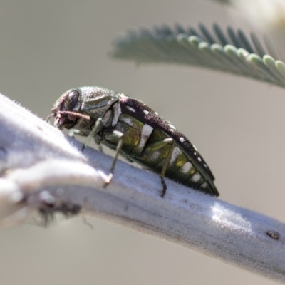 Diphucrania leucosticta (White-flecked acacia jewel beetle) at Amaroo, ACT - 22 Feb 2019 by AlisonMilton