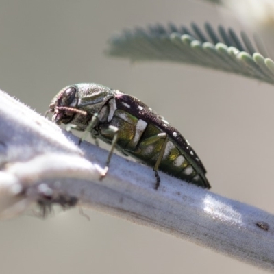 Diphucrania leucosticta (White-flecked acacia jewel beetle) at Mulligans Flat - 22 Feb 2019 by AlisonMilton