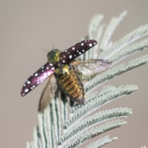 Diphucrania leucosticta at Amaroo, ACT - 22 Feb 2019