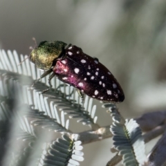 Diphucrania leucosticta at Amaroo, ACT - 22 Feb 2019