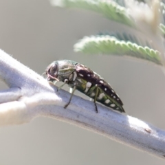 Diphucrania leucosticta at Amaroo, ACT - 22 Feb 2019