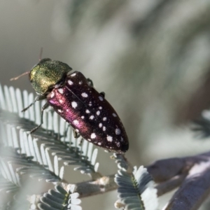 Diphucrania leucosticta at Amaroo, ACT - 22 Feb 2019