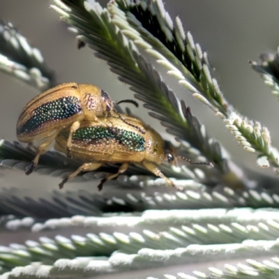 Calomela bartoni (Acacia Leaf Beetle) at Amaroo, ACT - 22 Feb 2019 by AlisonMilton