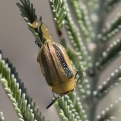 Calomela bartoni at Amaroo, ACT - 22 Feb 2019 02:57 PM