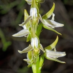 Corunastylis striata (Eastern Hunchback Orchid) at Yalwal, NSW - 4 Apr 2016 by AlanS