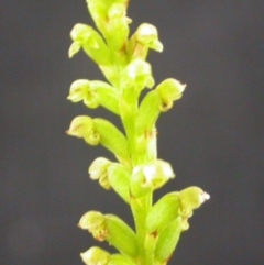 Microtis unifolia (Common Onion Orchid) at Tianjara, NSW - 10 Dec 2004 by AlanS