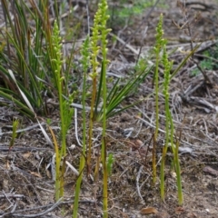 Microtis unifolia (Common Onion Orchid) at Bamarang, NSW - 10 Oct 2015 by AlanS