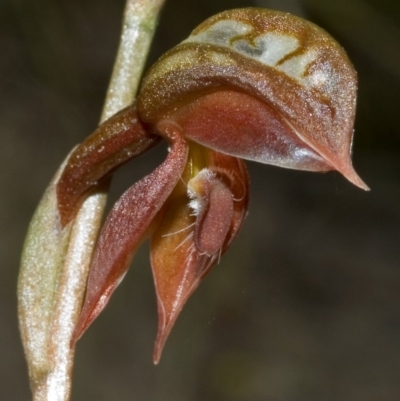 Pterostylis rufa (Rustyhood Orchid) at Barringella, NSW - 2 Oct 2005 by AlanS