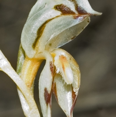 Pterostylis rufa (Rustyhood Orchid) at Barringella, NSW - 15 Oct 2005 by AlanS