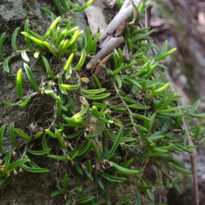 Bulbophyllum shepherdii (Wheat-leaved Orchid) at Budgong, NSW - 25 Oct 2017 by AlanS