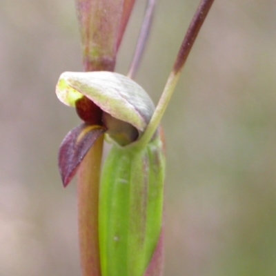 Orthoceras strictum (Horned Orchid) at West Nowra, NSW - 9 Dec 2004 by AlanS