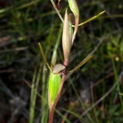 Orthoceras strictum (Horned Orchid) at Red Rocks, NSW - 13 Jan 2016 by AlanS