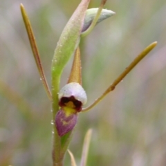 Orthoceras strictum (Horned Orchid) at Red Rocks, NSW - 15 Jan 2005 by AlanS