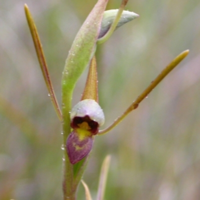 Orthoceras strictum (Horned Orchid) at Red Rocks, NSW - 16 Jan 2005 by AlanS