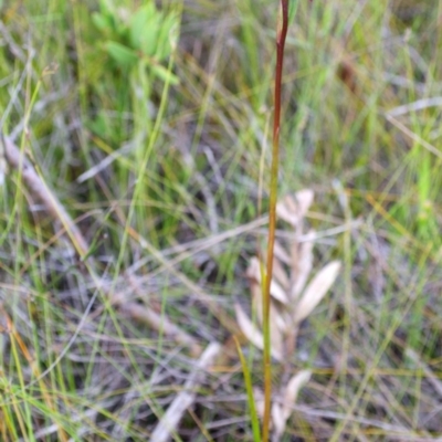 Orthoceras strictum (Horned Orchid) at Jerrawangala, NSW - 16 Jan 2015 by AlanS