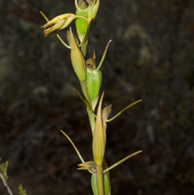 Orthoceras strictum (Horned Orchid) at Sassafras, NSW - 16 Jan 2016 by AlanS