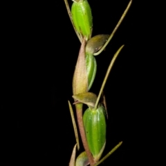 Orthoceras strictum (Horned Orchid) at Red Rocks, NSW - 9 Feb 2015 by AlanS