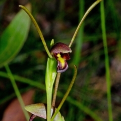 Orthoceras strictum (Horned Orchid) at Yerriyong, NSW - 2 Jan 2016 by AlanS