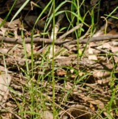 Pterostylis acuminata (Pointed Greenhood) at Woollamia, NSW - 16 Apr 2017 by AlanS