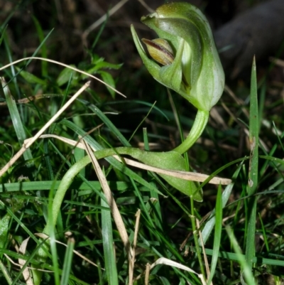 Pterostylis curta (Blunt Greenhood) at Illaroo, NSW - 18 Aug 2015 by AlanS