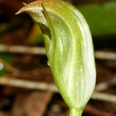 Pterostylis parviflora (Tiny Greenhood) at Saint Georges Basin, NSW - 6 Sep 2007 by AlanS