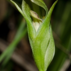 Pterostylis curta (Blunt Greenhood) at Falls Creek, NSW - 20 Aug 2013 by AlanS