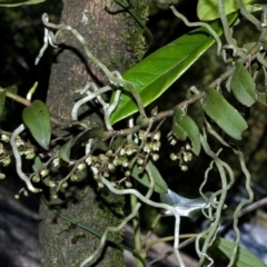 Plectorrhiza tridentata (Tangle Orchid) at Browns Mountain, NSW - 30 Sep 2005 by AlanS