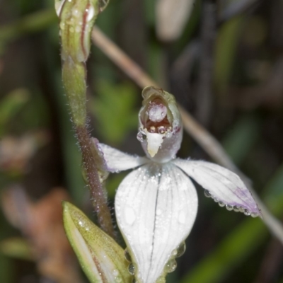 Caladenia carnea (Pink Fingers) at Sassafras, NSW - 18 Sep 2005 by AlanS