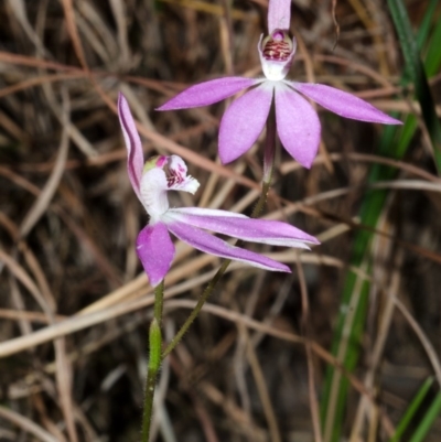 Caladenia carnea (Pink Fingers) at Tomerong, NSW - 16 Sep 2016 by AlanS